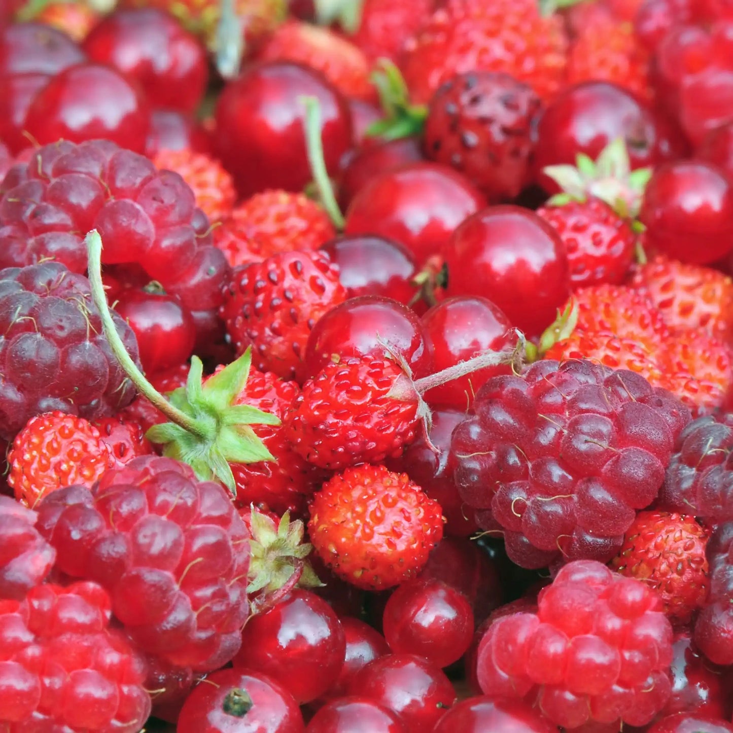 Berry Dessert